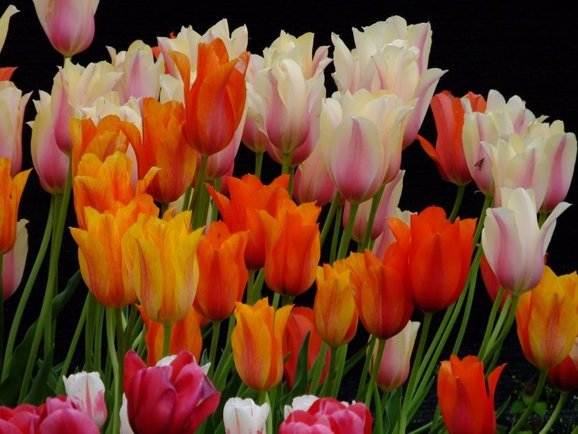  - 2017_04_Aprilie II