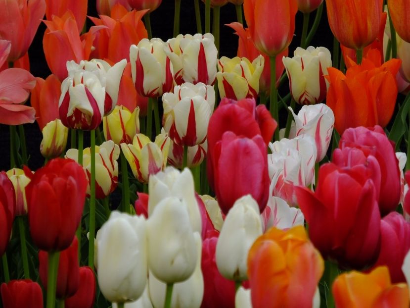  - 2017_04_Aprilie II