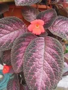 episcia malaysian gem - GENUL Episcia