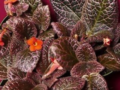 Episcia Noid Pink Marble - Episcia Noid Pink Marble