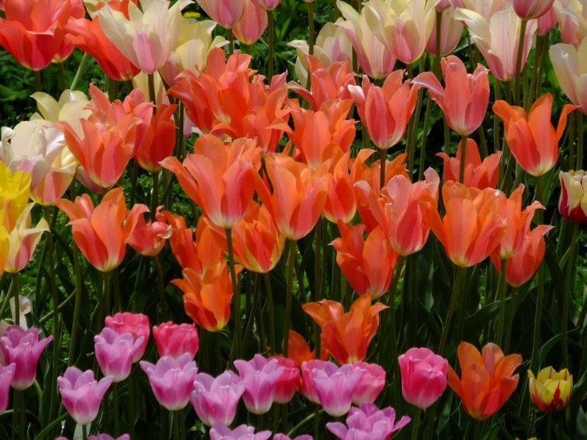  - 2017_04_Aprilie II