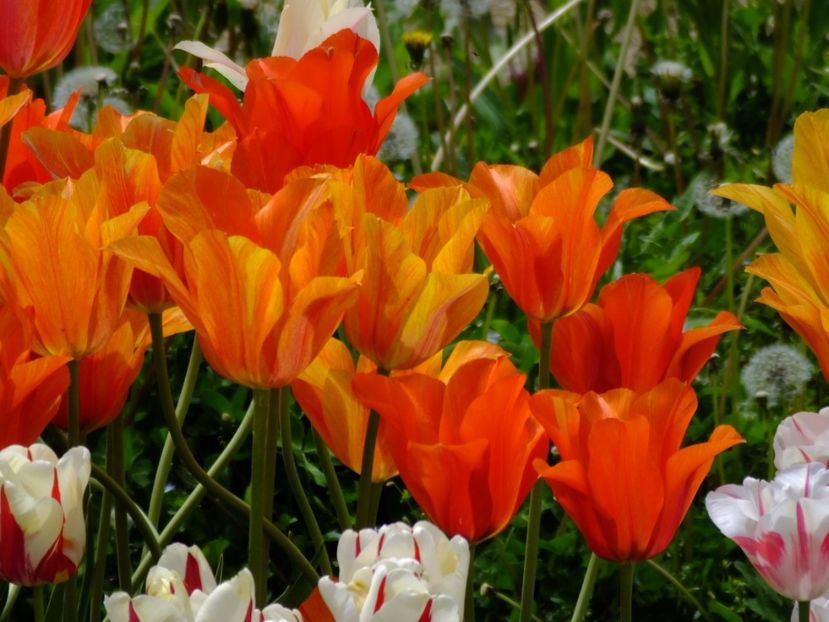  - 2017_04_Aprilie II