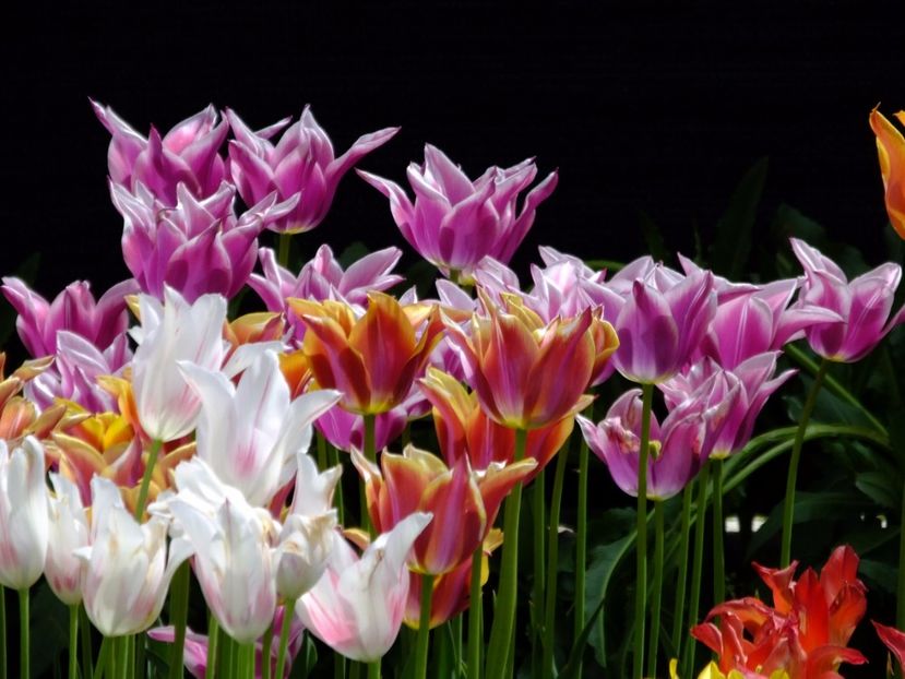  - 2017_04_Aprilie II