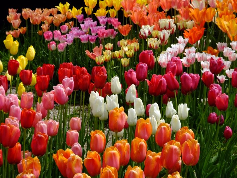  - 2017_04_Aprilie II