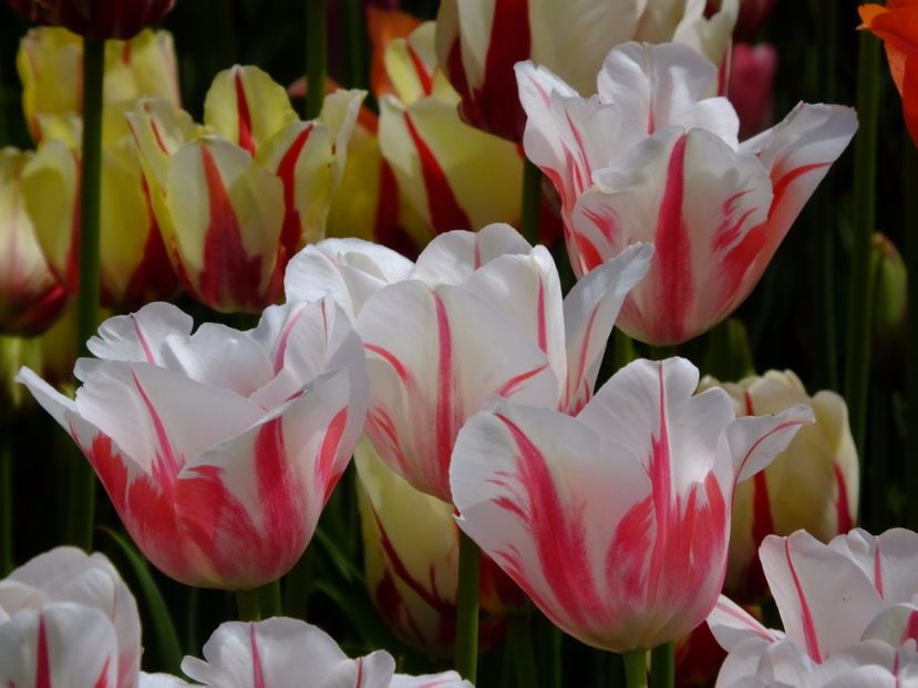  - 2017_04_Aprilie II