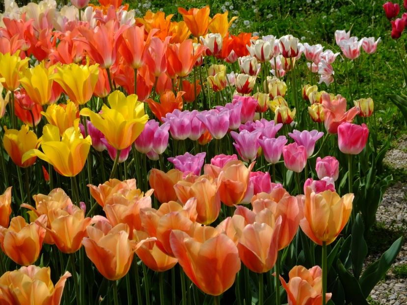  - 2017_04_Aprilie II