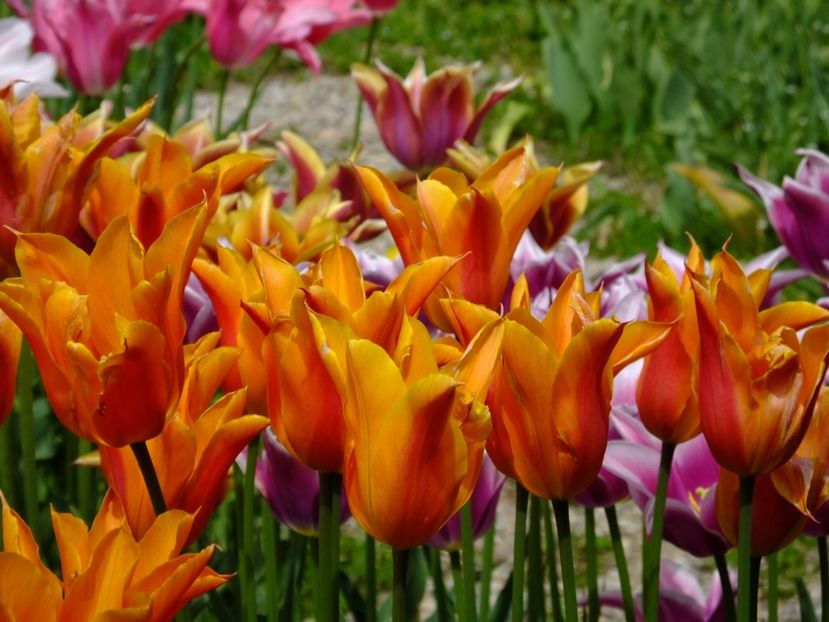  - 2017_04_Aprilie II