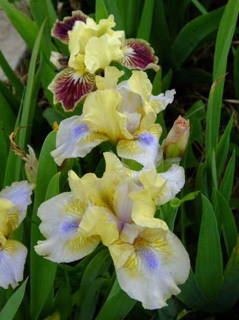  - 2017_04_Aprilie II