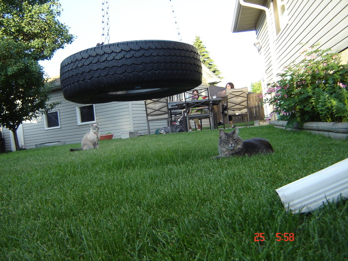 DSC03543 - surioara mea iubita