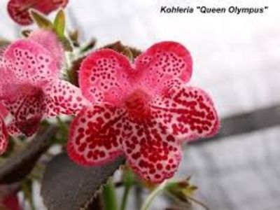 kohleria queen olympus - kohleria queen olympus