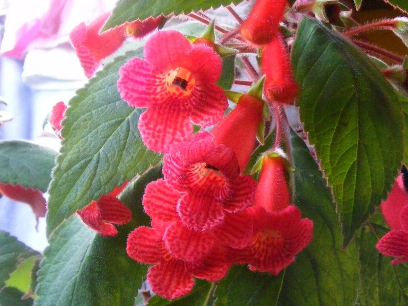 kohleria eriantha - GENUL Kohleria