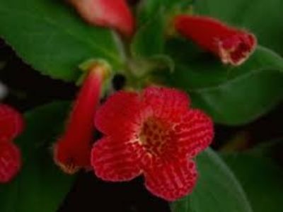 kohleria eriantha - kohleria eriantha