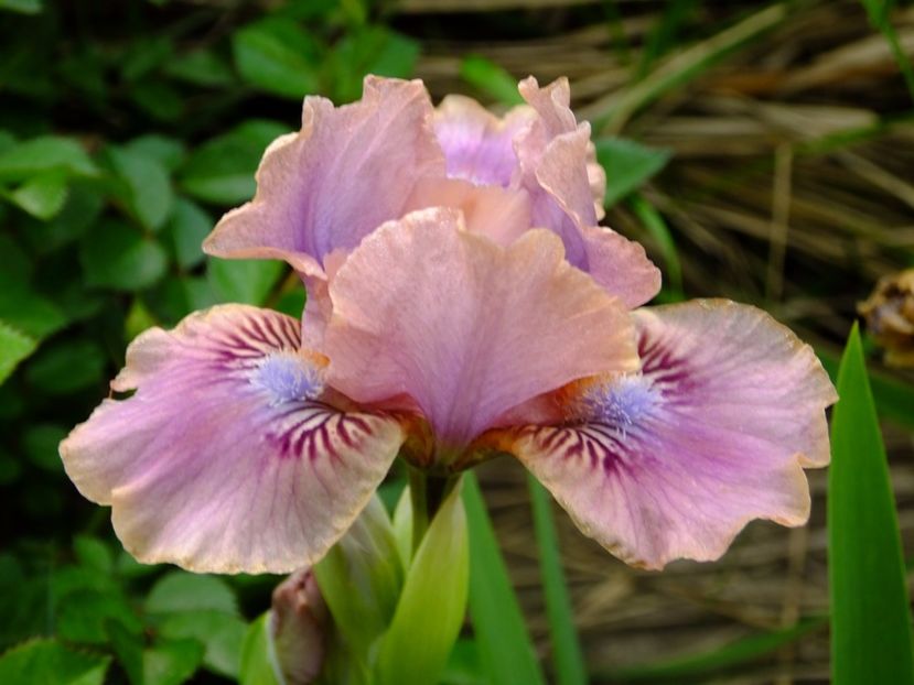  - 2017_04_Aprilie II