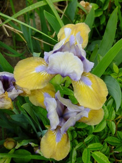  - 2017_04_Aprilie II