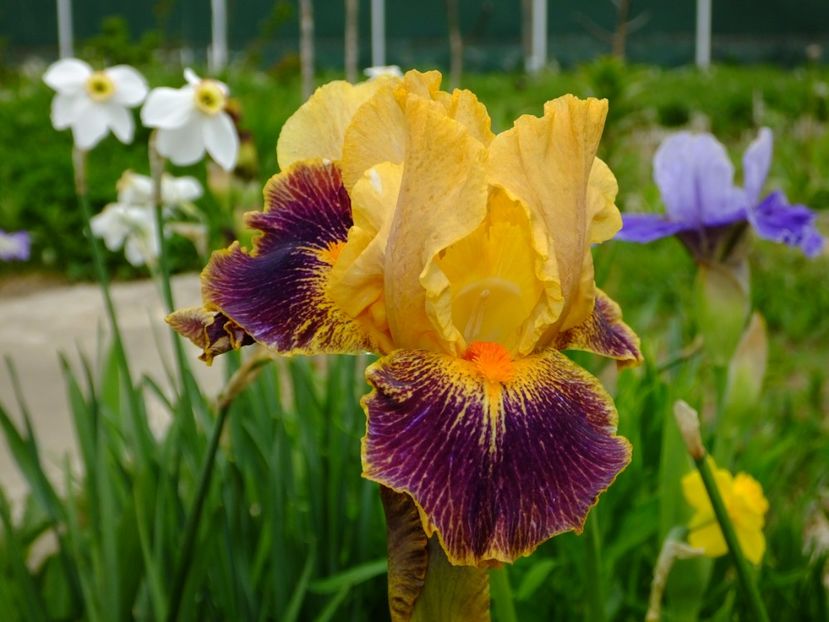  - 2017_04_Aprilie II