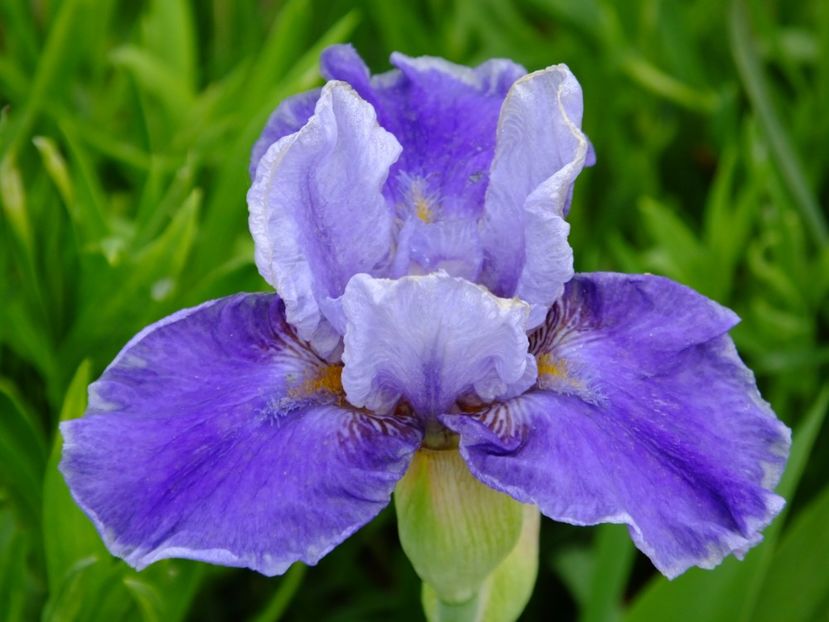  - 2017_04_Aprilie II