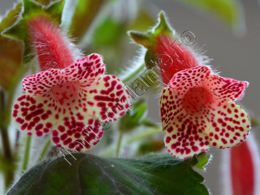 kohleria bibbi - kohleria bibbi