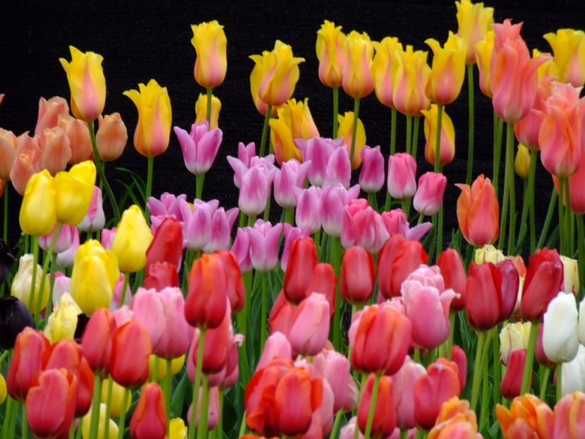  - 2017_04_Aprilie II