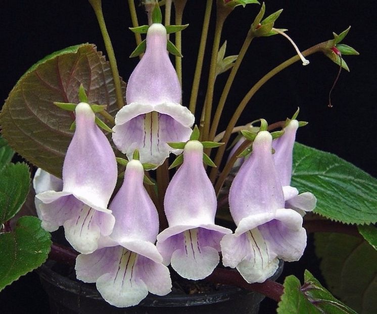 sinningia eumorpha - GENUL Siningia