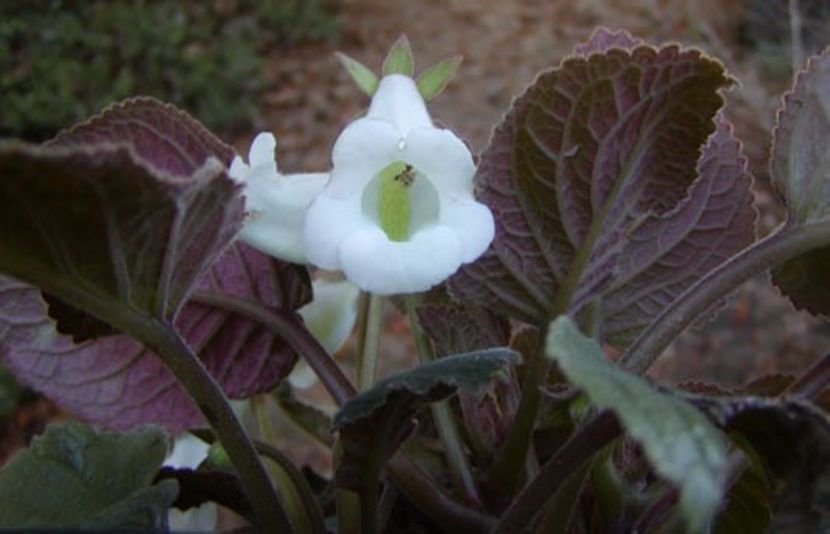 sinningia eumorpha - sinningia eumorpha