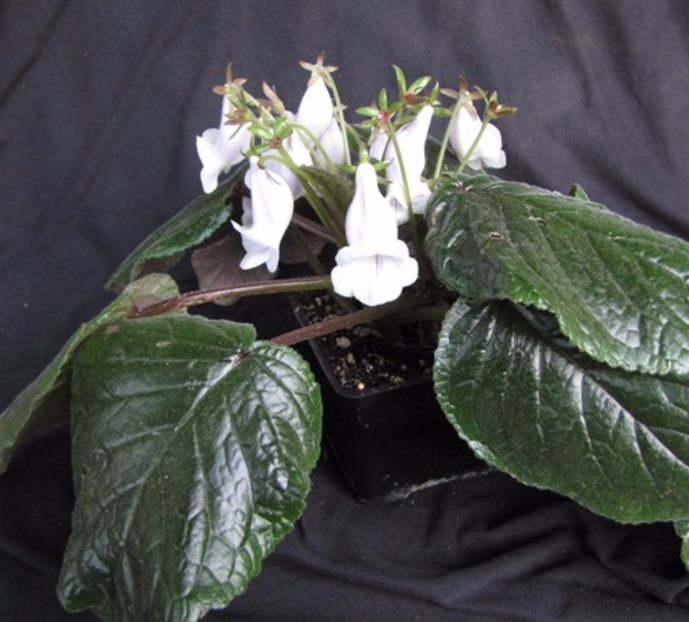 sinningia eumorpha - sinningia eumorpha