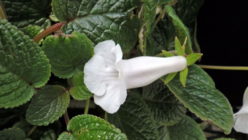 sinningia eumorpha - sinningia eumorpha