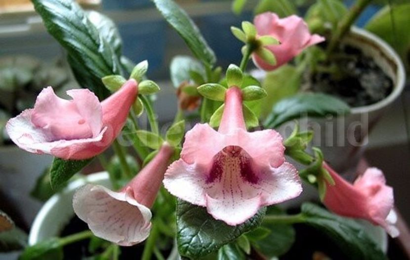 sinningia amanda penny - sinningia amanda penny