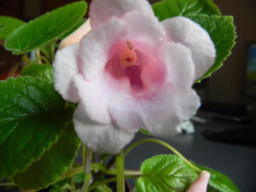 sinningia amanda penny - sinningia amanda penny