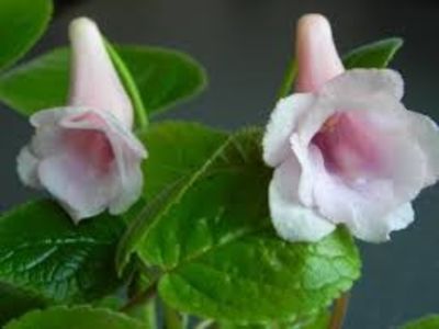 sinningia amanda penny - sinningia amanda penny