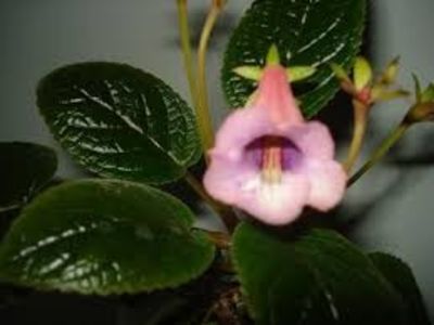 sinningia mg's dragon breath - GENUL Siningia