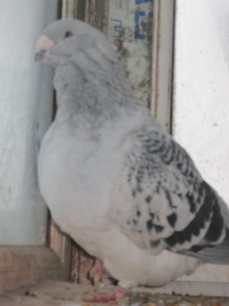 CRISTIANO - CRISTIANO fara egal