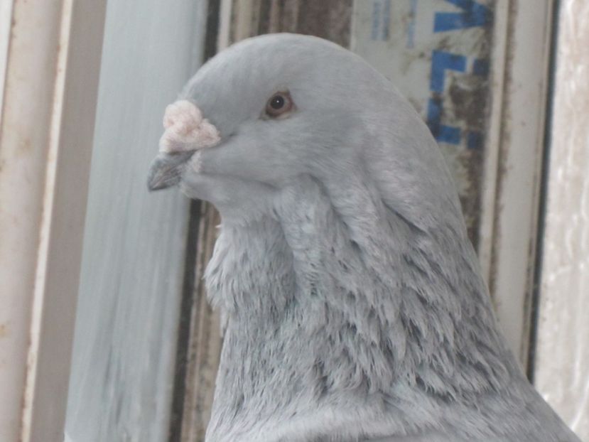 CAP CRISTIANO - CRISTIANO fara egal