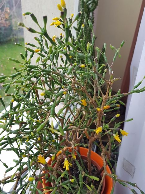 Infloreste din nou hatiora! - Cactusi si plante suculente 2017-2018-2019