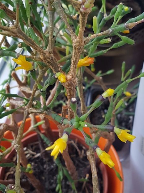  - Cactusi si plante suculente 2017-2018-2019