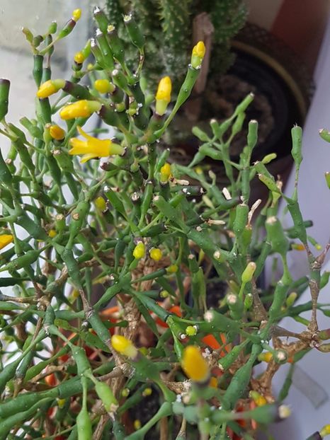  - Cactusi si plante suculente 2017-2018-2019