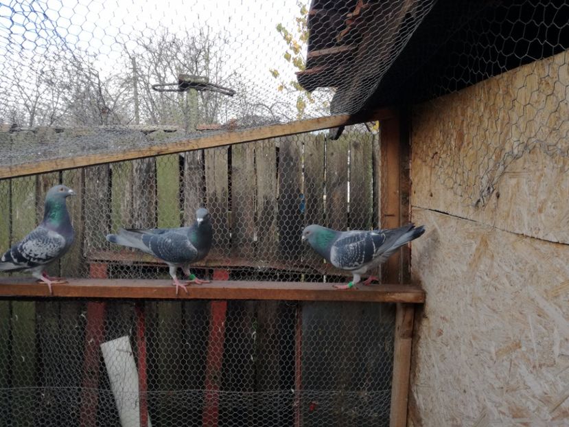  - 2-12-2017 Curatenie de iarna