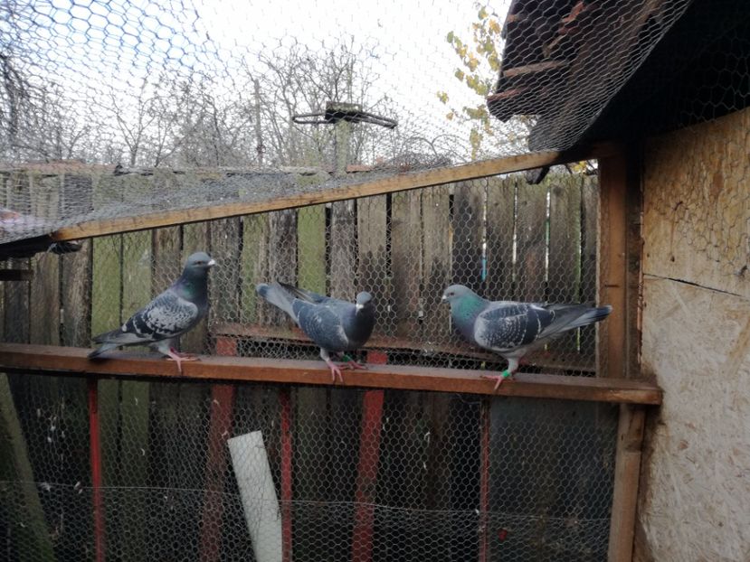  - 2-12-2017 Curatenie de iarna