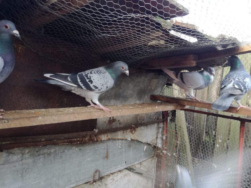  - 2-12-2017 Curatenie de iarna