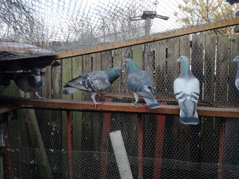  - 2-12-2017 Curatenie de iarna