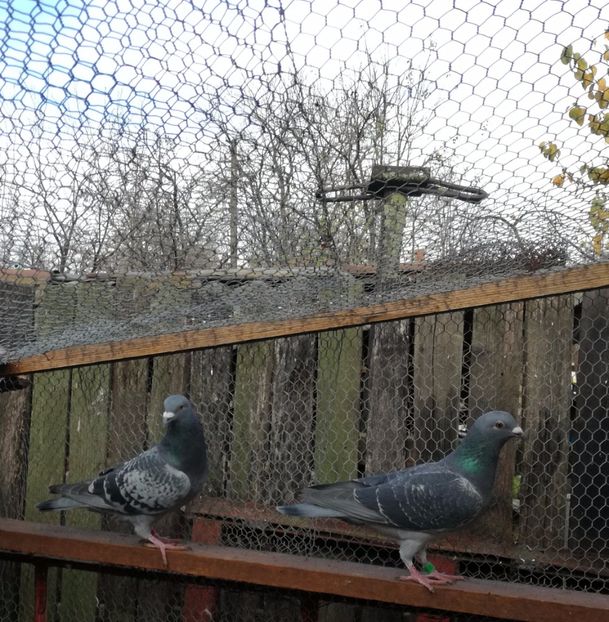  - 2-12-2017 Curatenie de iarna