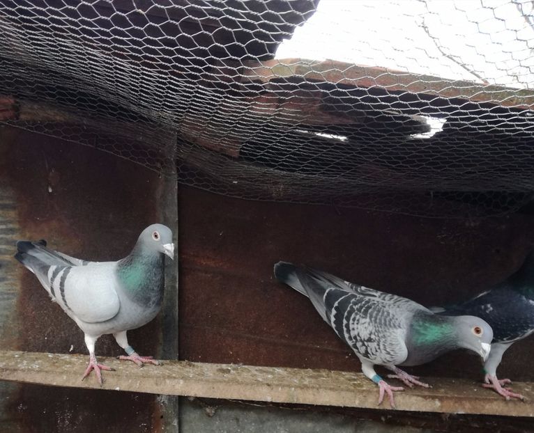  - 2-12-2017 Curatenie de iarna