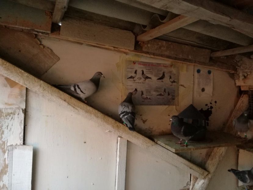  - 2-12-2017 Curatenie de iarna