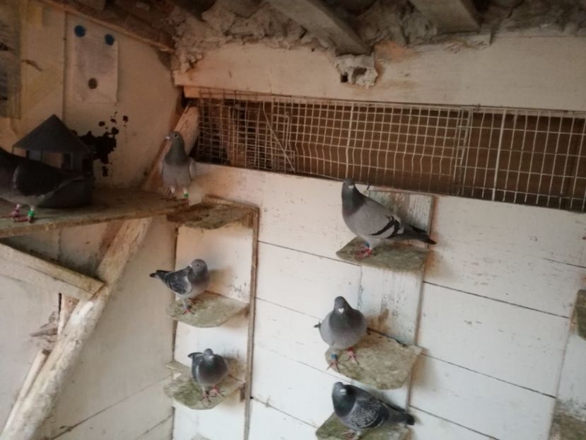  - 2-12-2017 Curatenie de iarna