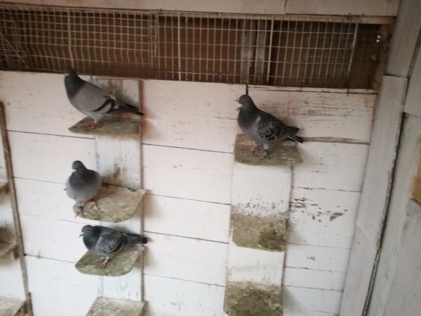  - 2-12-2017 Curatenie de iarna