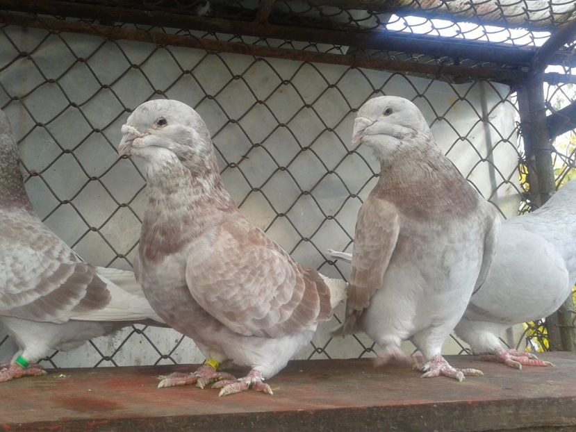 TATA si FIU - Contact