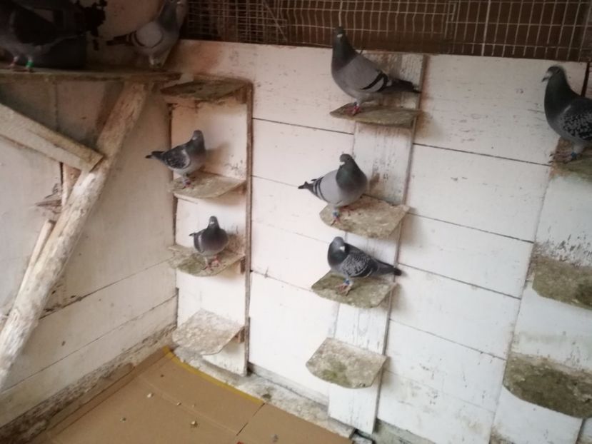  - 2-12-2017 Curatenie de iarna