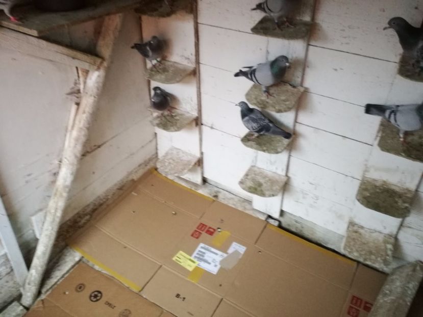  - 2-12-2017 Curatenie de iarna