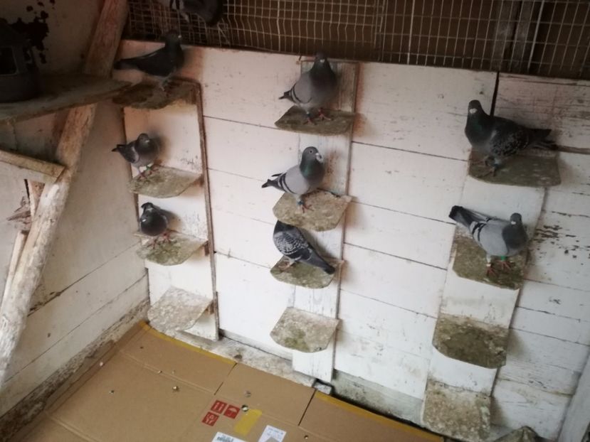  - 2-12-2017 Curatenie de iarna