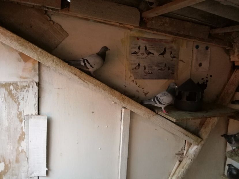  - 2-12-2017 Curatenie de iarna