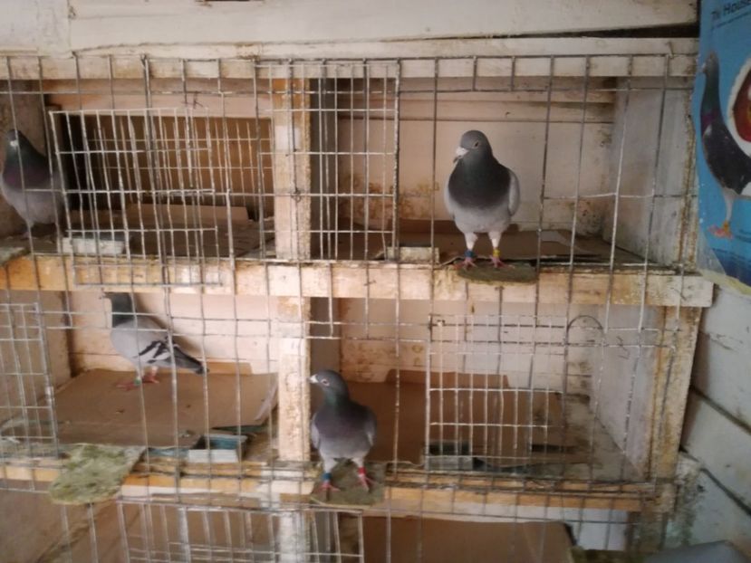  - 2-12-2017 Curatenie de iarna